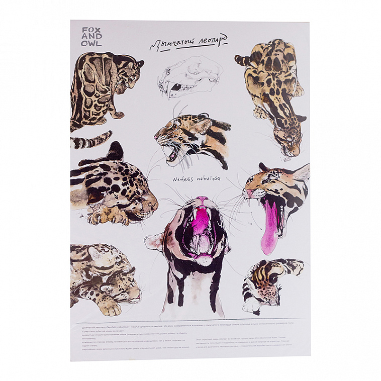 Постер FOX AND OWL "Дымчатый леопард" в ассортименте