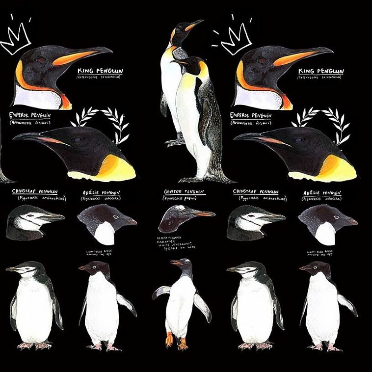 Скетчбук Maxgoodz "Classic Fox and Owl Black" Пингвины А5, 32 л, 120 г