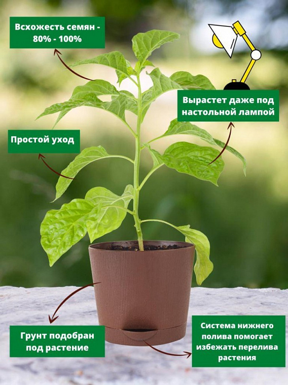 Набор для выращивания растений "Plant Republic", "Перец острый Сахарная Лихорадка"