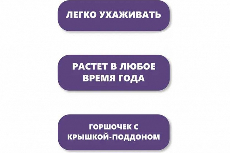 Набор для выращивания растений "Вырасти, Дерево!", "Киви зимостойкое"