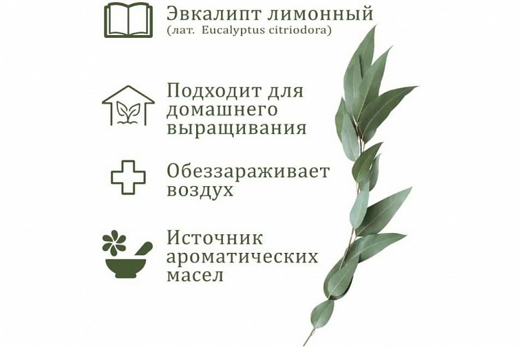 Набор подарочный для выращивания растений "Вырасти, Дерево!", "Эвкалипт лимонный".