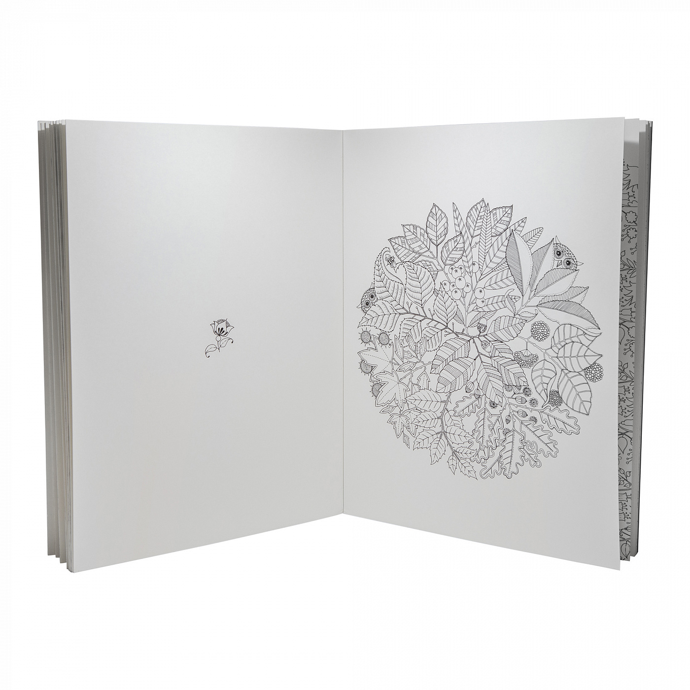 Книга раскраска «Таинственный сад», Джоанна Басфорд - купить на эталон62.рф