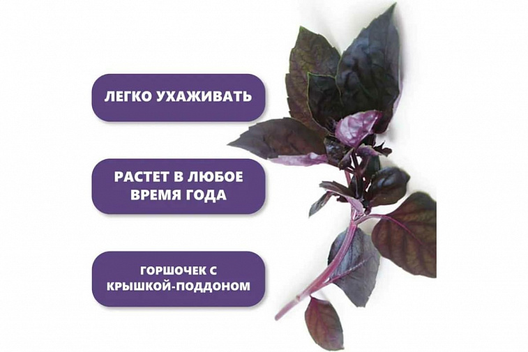 Набор для выращивания растений "Вырасти, Дерево!", "Базилик фиолетовый"