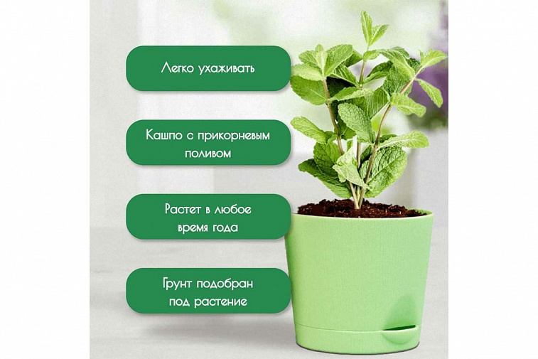 Набор для выращивания растений "Plant Republic", "Чайные травы"