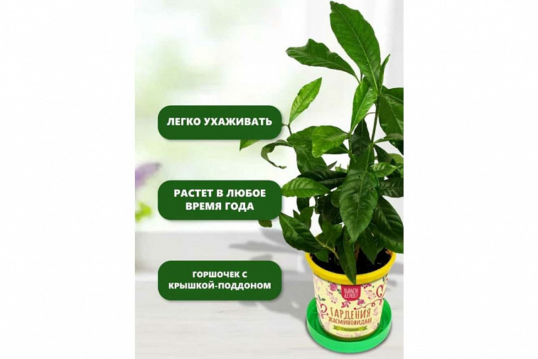 Набор подарочный для выращивания растений "Вырасти, Дерево!", "Гардения жасминовидная".