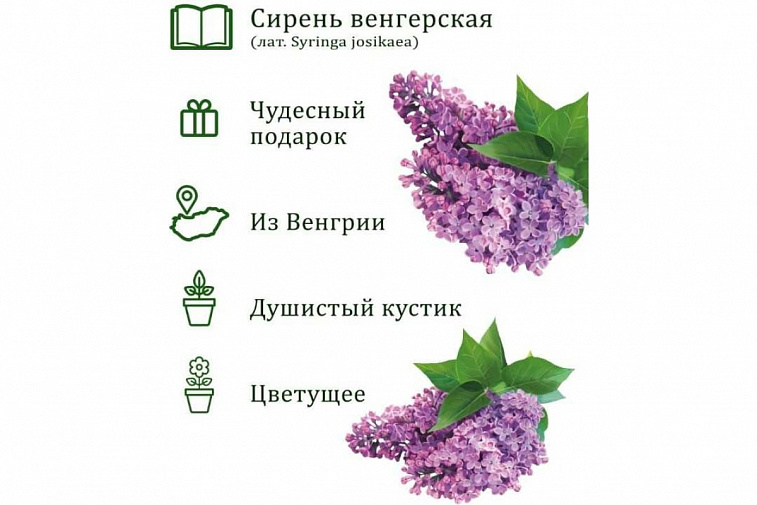 Набор подарочный для выращивания растений "Вырасти, Дерево!", "Сирень венгерская".