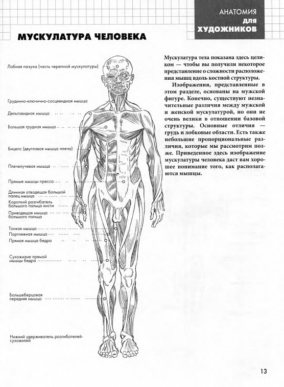 Книга "Анатомия для художников" Баррингтон Барбер нов. оформление