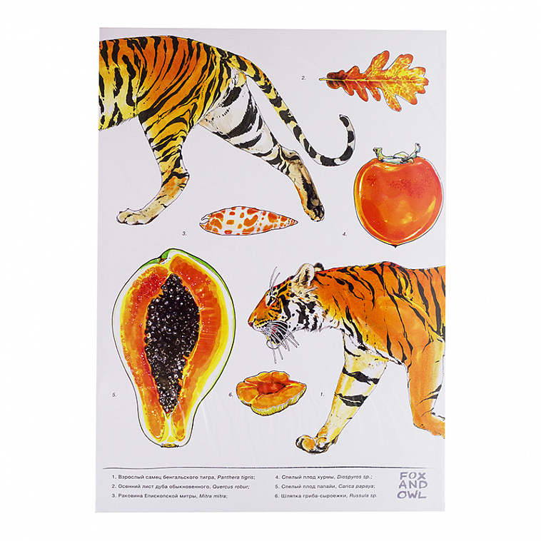 Постер FOX AND OWL "Бенгальский Тигр" в ассортименте
