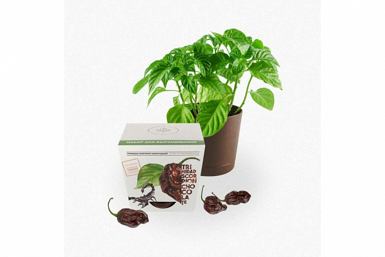 Набор для выращивания растений "Plant Republic", "Перец острый Тринидад Скорпион Шоколадный"