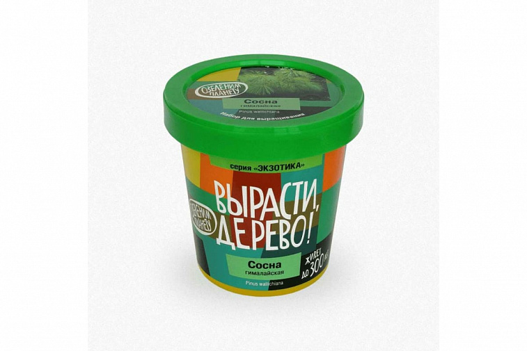 Набор для выращивания Вырасти, дерево! Сосна гималайская  606x758