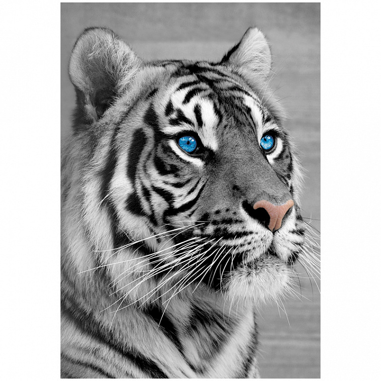 Пазл  500 эл. ТРИ СОВЫ "Белый тигр"