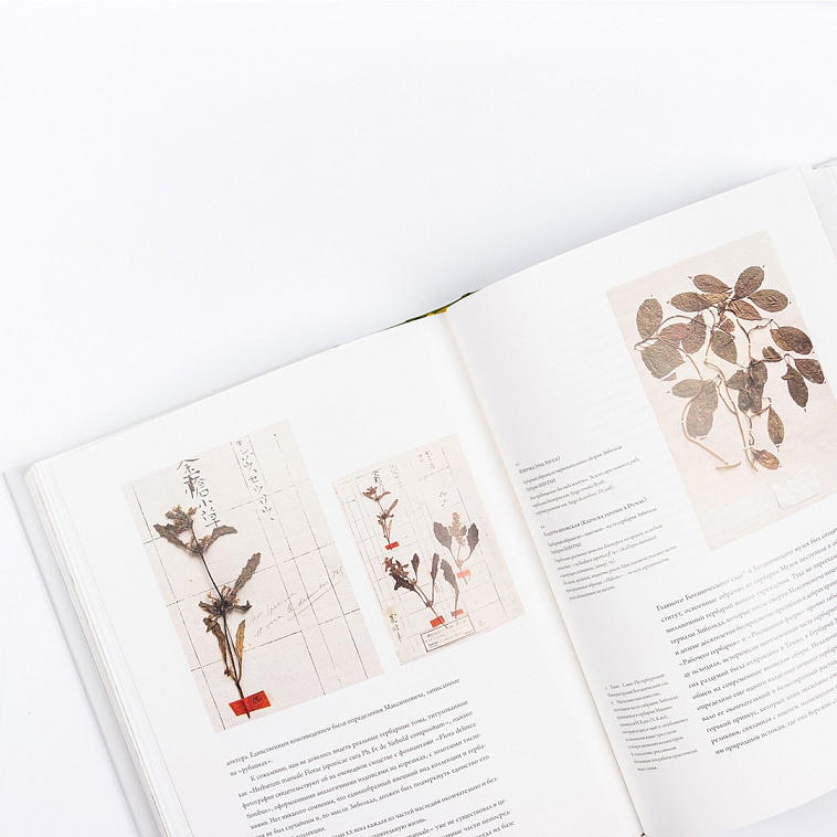 Книга "Рисованная Японская Флора доктора Зибольда и ее 200-летняя история"